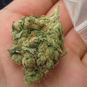 Sour Diesel Strain